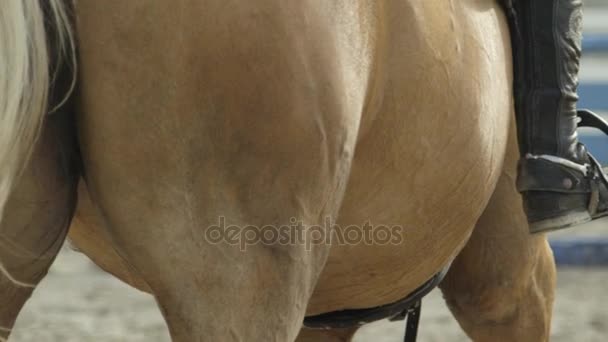 CERRAR: Detalle de un jinete con espuelas metálicas en botas montando un caballo palomino — Vídeos de Stock