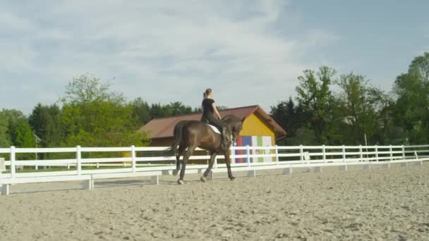 Slowmotion: Vacker mörk bay hingst cantering rakt fram i ridhuset — Stockvideo