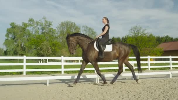 Slowmotion: Vacker mörk bay hingst trav rakt fram i ridhuset — Stockvideo