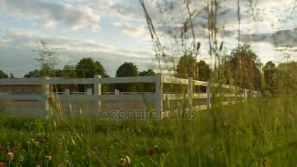 Close-up: Verse groene bloeiende weide veld in de buurt van zandstrand paardrijden arena — Stockvideo