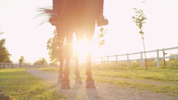 Nahaufnahme: Starker Hengst steht an sonnigem Abend am Pferdezentrum auf Fußweg — Stockvideo