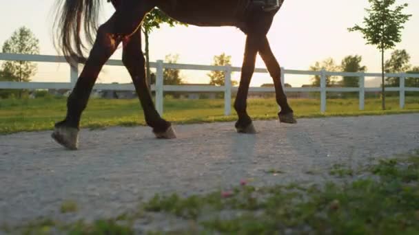 CERRAR: Fuerte semental caminando por sendero en rancho de caballos de campo — Vídeo de stock