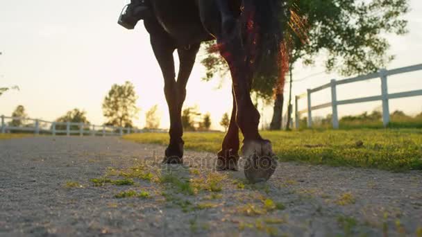 CLOSE UP: Strong gelding walking on footpath on countryside horse ranch — Stock Video