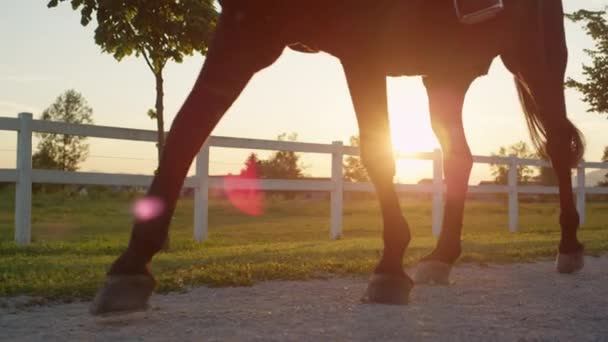 Zblízka: Strong valach, chůzi po stezce podél rozlehlou louku pole — Stock video