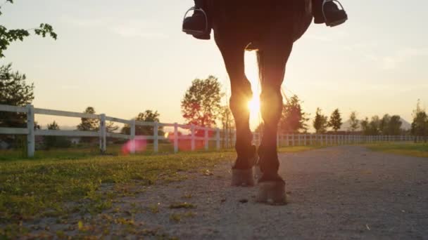 Närbild: Stark valack promenader på gångstig längs vita trä corral — Stockvideo