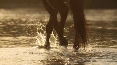 Yakın: Su detayını kahverengi at nehre yürüyüş sırasında sıçramasına damla