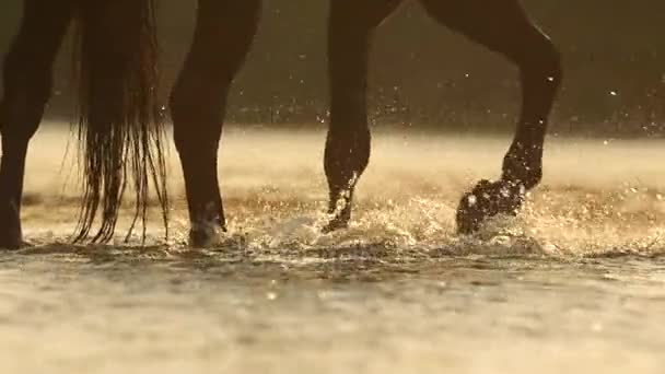 FECHAR UP: Grande cavalo marrom escuro andando no rio e bebendo — Vídeo de Stock