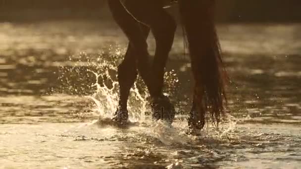 CLOSE UP: капли воды плещутся во время прогулки бурой лошади по реке — стоковое видео