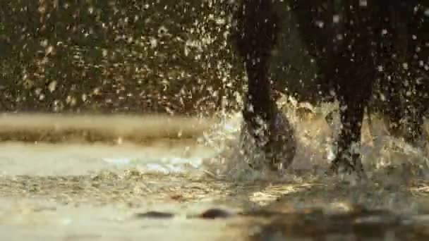 Close-up: Detail van paard benen spetteren in het vernieuwen van de rivier bij gouden zonsondergang — Stockvideo