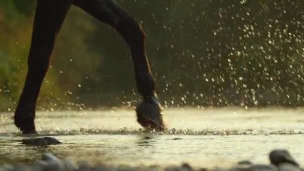 CLOSE UP: сильний темно-коричневий кінь, що йде і бризкає в річці в природі — стокове відео