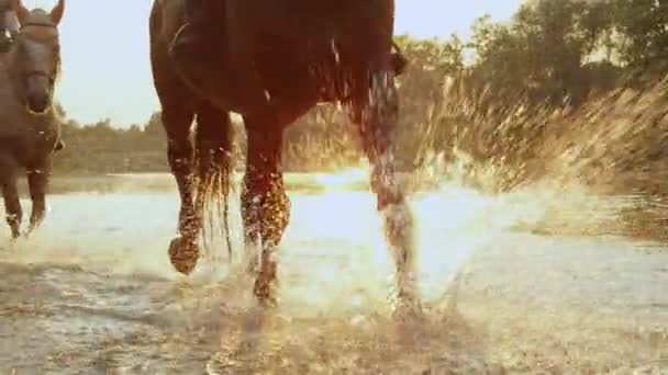 FECHAR-SE: Dois cavaleiros montando cavalo marrom escuro e cinza ao longo do rio ao nascer do sol — Vídeo de Stock