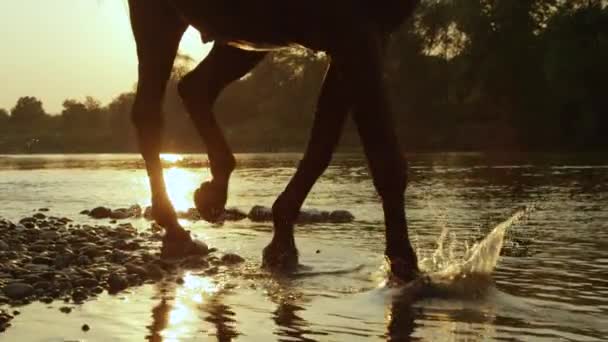Zbliżenie: Ciemny brązowy koń spaceru wzdłuż brzegu rzeki rocky o Złotego słońca — Wideo stockowe