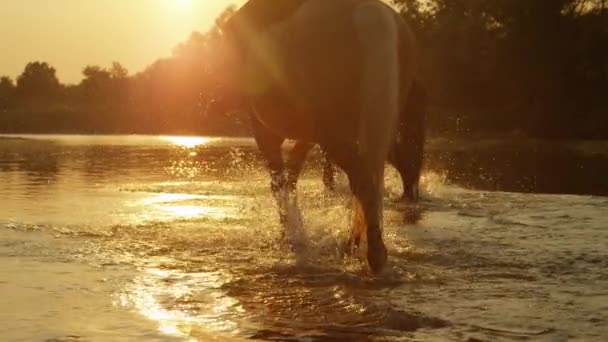 Yakın: atlar Nehri boyunca büyülü günbatımında iki bisikletçi binicilik — Stok video