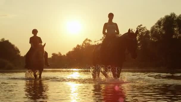 クローズ アップ: パロミノと魔法の夕日で川でライダーたちと暗い茶色の馬 — ストック動画