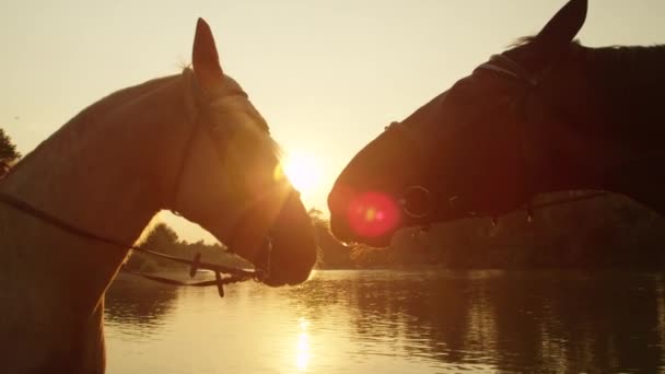 Közelről: Két gyönyörű lovat megérintette a szájkosarat, a golden sunset