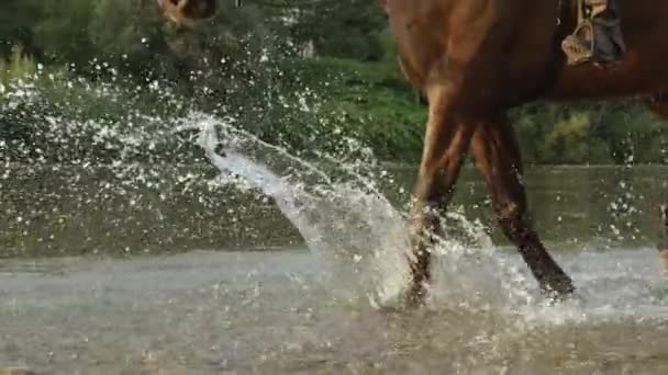 Yakın: su kayalık nehir kıyısı boyunca yürüyüş koyu kahverengi at — Stok video