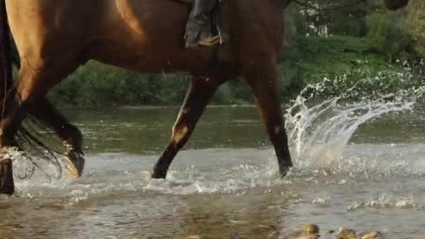 CERRAR: Musculoso caballo de color marrón oscuro caminando a lo largo de la orilla rocosa del río — Vídeos de Stock