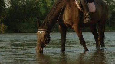 Yakın: nehir yatağı gelen soğuk su ferahlatıcı içki susuz at