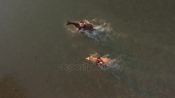 AERIAL: Palomino y caballo marrón oscuro con jinetes salpicando en río poco profundo — Vídeos de Stock