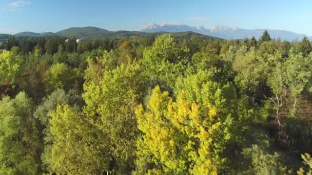 Antenn: Liten stad omgiven av fantastisk frodig igenvuxna skogen — Stockvideo