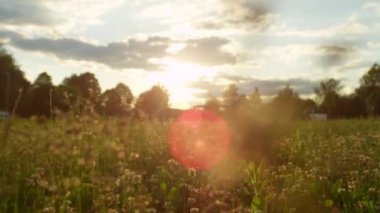 Dof yakın: Çiğ çayır sahada çiçek açan ot ve yonca kaplı