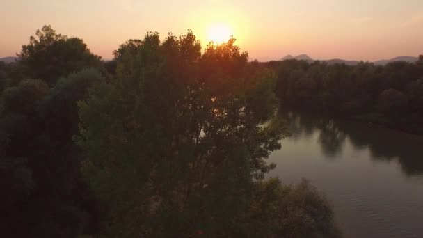 AERIAL: Stunning wide flowing through lush forest at golden light sunset — Stock Video