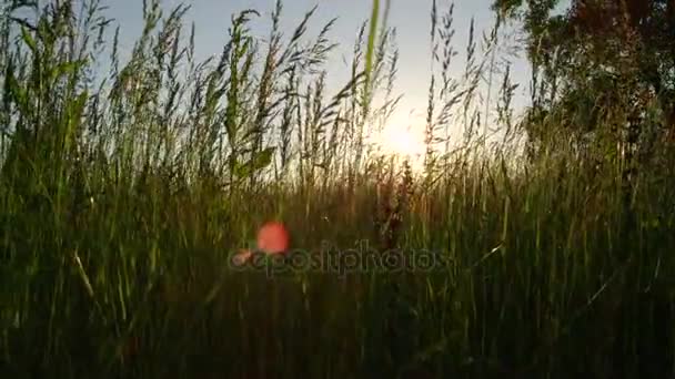 Zblízka: Vysoké jarní tráva roste na louce pole a houpat ve větru — Stock video