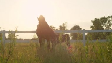 Yakın: Sevimli genç Tay ve koruma ve sevgi dolu anne mera alanı