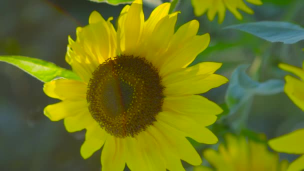 FERMER : Superbe jeune tournesol à fleurs jaunes se tournant vers le soleil chaud 