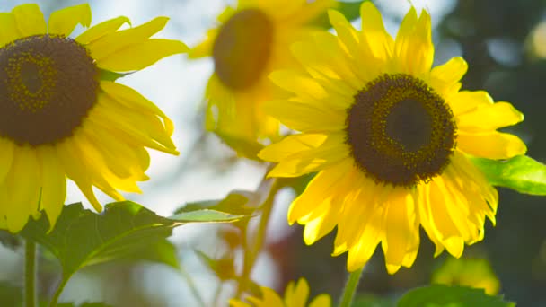 Närbild: Fantastisk ung gula blommande solrosor vänder sig till varma solen — Stockvideo