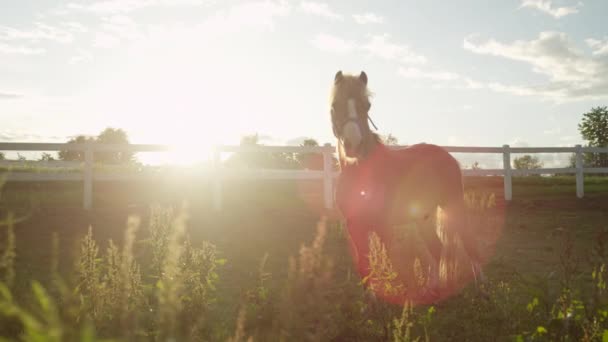 馬の牧場の草原フィールドに立っているクローズ アップ、被写し界深度: の 2 つかわいいポニー — ストック動画