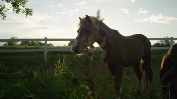 CLOSE UP, DOF : Deux poneys mignons pâturant sur le champ de prairie sur le ranch de chevaux — Video