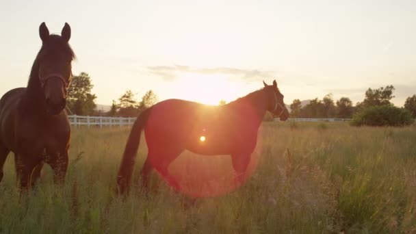 CLOSE UP: Two beautiful strong horses running in tall grass on horse ranch — Stock Video