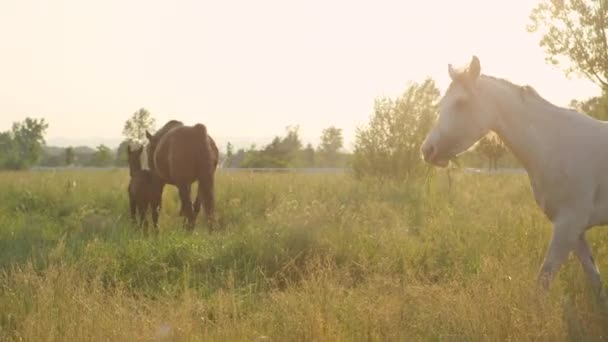 CLOSE UP: Чарівний молодий лось і кобила приєднуються до інших коней на лужному полі — стокове відео