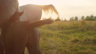 Yakın: annesinden süt içme aç sevimli yeni doğan bebek tayı