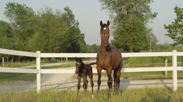 SLOW MOTION: Adorable young foal and strong mare standing by sandy footpath — Stock Video