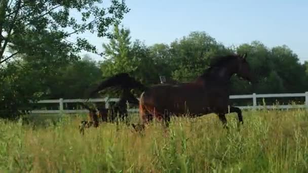 Lassú mozgás: Aranyos colt és szerető mare fut gyorsan a magas fűben napsütéses napon — Stock videók