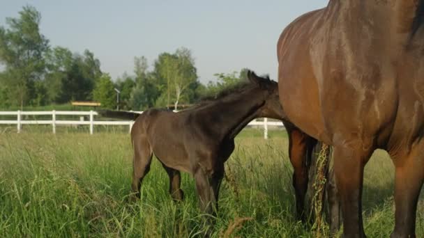 CLOSE UP: Sweet baby coal drinking milk and following his mother — Stock Video