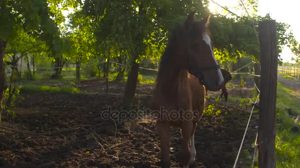 Close-up: Nieuwsgierige jonge colt draad hek lopen op paard ranch — Stockvideo