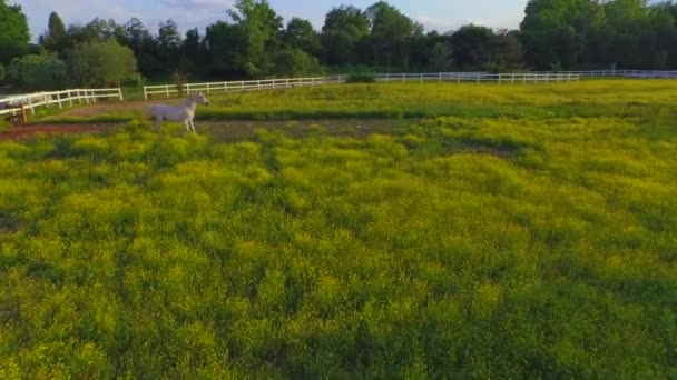AERIAL, FECHAR-se: cavalo branco poderoso bonito que corre no campo florido grande — Vídeo de Stock