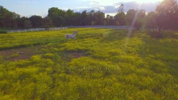 Antenn, närbild: Vackra vita hästen kör snabbt på stora blommande fält — Stockvideo