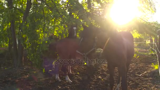 Nahaufnahme: Neugierige junge Fohlen ruhen sich unter großem, üppigen Baum auf Pferdehof aus — Stockvideo