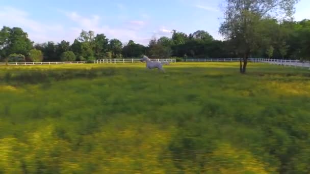AERIAL, CLOSE UP: Чарівний сильний білий кінь, що біжить на великому квітковому полі — стокове відео