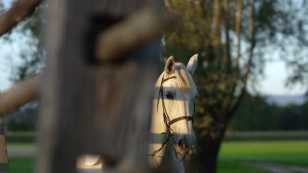特写︰ 温柔的女孩，在无鞍骑着美丽的白色母马的白色连衣裙 — 图库视频影像