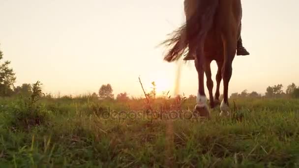 LOW ANGLE VIEW: Mighty brown horse with young rider walking into golden sunset — Stock Video