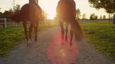Ağır çekim: güçlü kahverengi atları batımına iki arkadaş binicilik