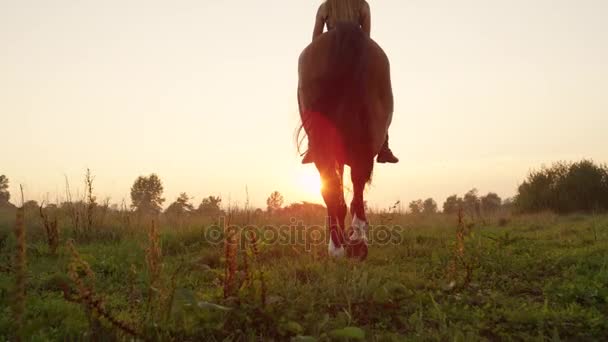 LOW ANGLE VIEW: Beautiful brown horse with rider walking into golden sunrise — Stock Video