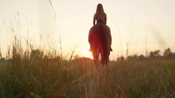 Lage hoek bekijken: Vrolijke jonge meisje op machtige paardrijden in golden sunrise — Stockvideo