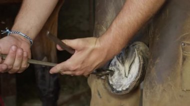 Yakın: at toynak aşırı uzunluğu kerpeten ile kaldırma deneyimli nalbant