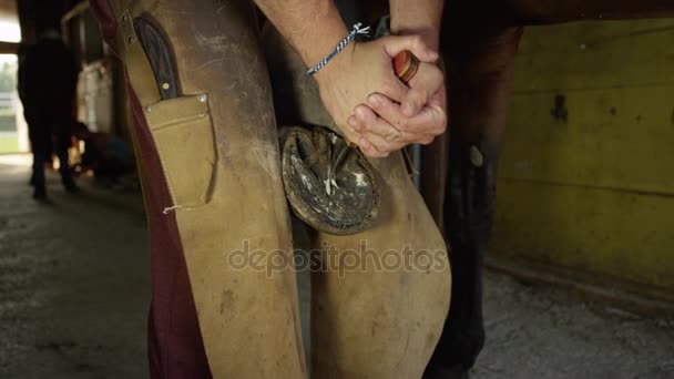 CERRAR: Farrier experimentado recortando pezuña de caballo en el punto de la rana — Vídeos de Stock